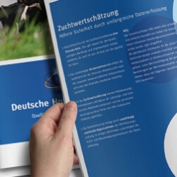 Exportbroschüre Rinderzucht